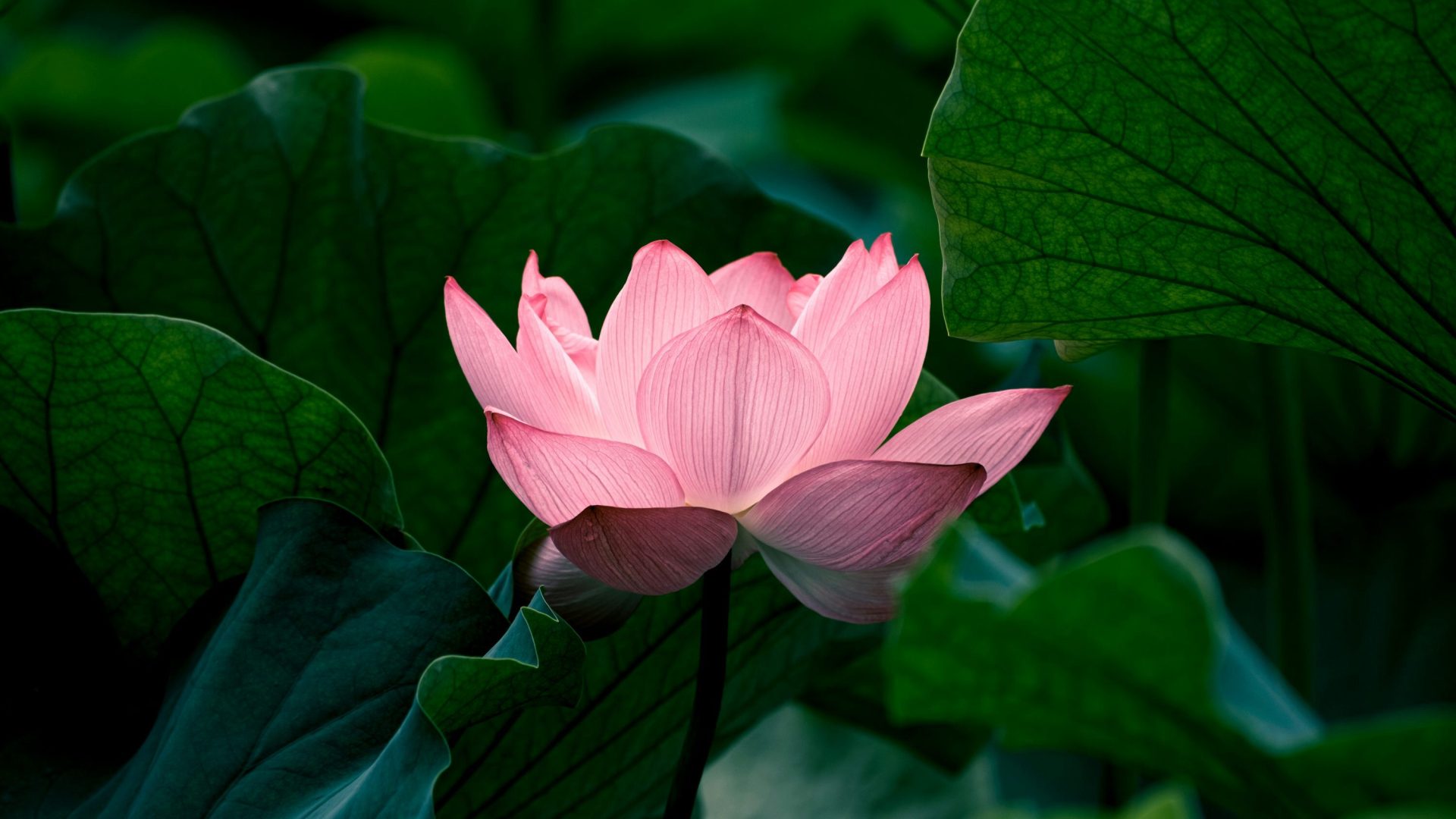 Image Slider